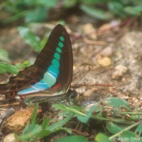 Graphium sarpedon Linnaeus, 1758